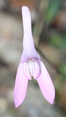 Disa bifida