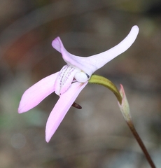 Disa bifida