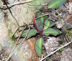 Disa bifida