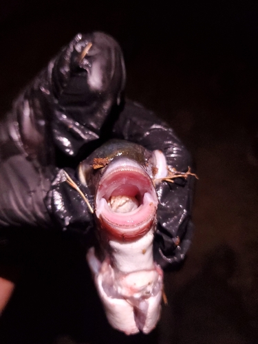 Cymothoa exigua observed 2023-07-10