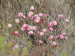 Syncarpha canescens canescens