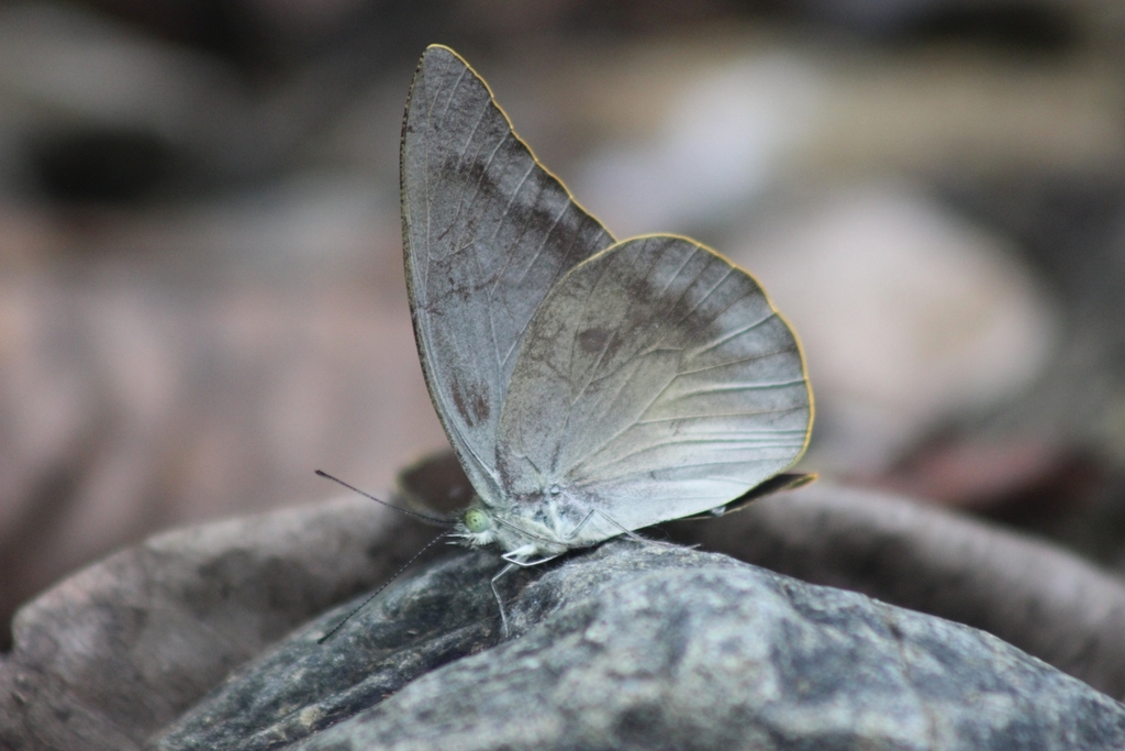 Appias placidia