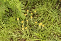Helichrysum cephaloideum