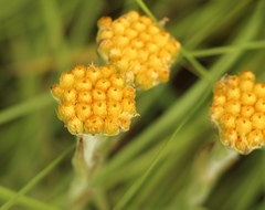 Helichrysum cephaloideum