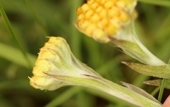 Helichrysum cephaloideum