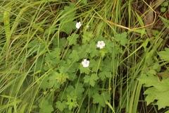 Geranium wakkerstroomianum