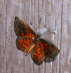 Parvospila lucianus