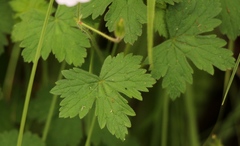 Geranium wakkerstroomianum