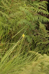 Kniphofia breviflora