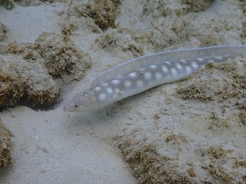 Sharptail Eel photographed in Barbados