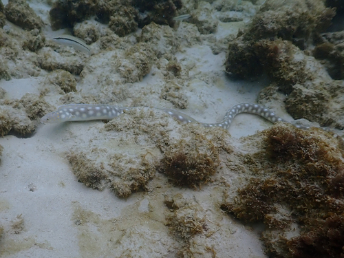 Culebra rosario (Myrichthys breviceps) — Ophichthidae
