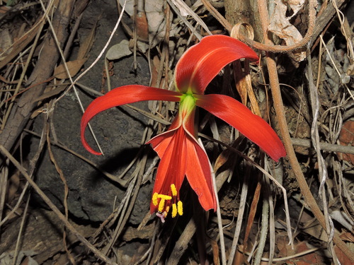 Image of Zephyranthes formosissima by (c) Eduardo Manuel Quiroz Lozano, some rights reserved (CC BY)