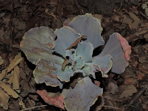 Image of Echeveria gibbiflora by (c) Eduardo Manuel Quiroz Lozano, some rights reserved (CC BY)