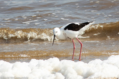 Cladorhynchus leucocephalus