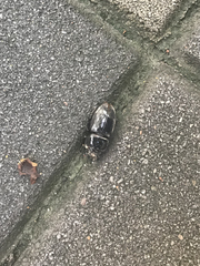 Serrognathus titanus platymelus