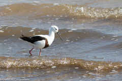 Cladorhynchus leucocephalus