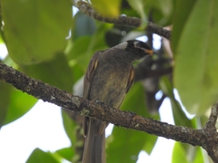 Bolemoreus frenatus