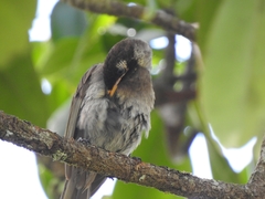 Bolemoreus frenatus