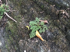 Selaginella tamariscina