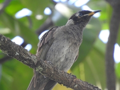 Bolemoreus frenatus