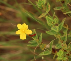 Hypericum aethiopicum
