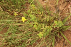 Hypericum aethiopicum