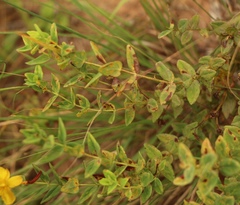Hypericum aethiopicum