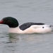 American Common Merganser - Photo (c) Bob McDougall, some rights reserved (CC BY-NC), uploaded by Bob McDougall