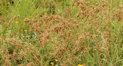 Cymbopogon nardus