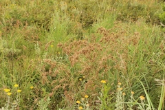 Cymbopogon nardus
