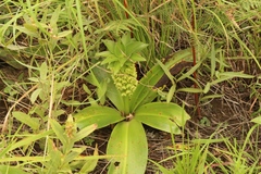 Eucomis autumnalis