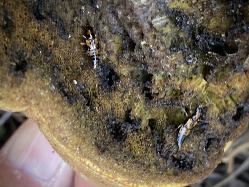 iNaturalist observation photo of Oxyporus occipitalis