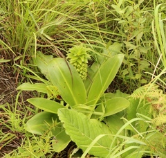 Eucomis autumnalis