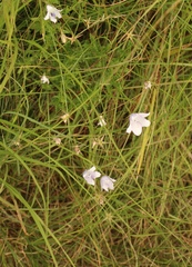 Wahlenbergia cuspidata