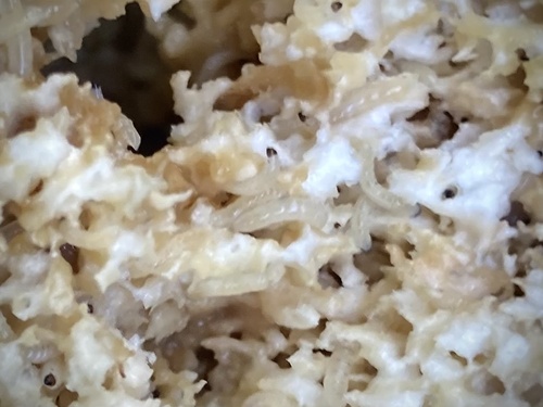 iNaturalist observation photo of Fungus Gnats and Gall Midges