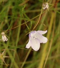 Wahlenbergia cuspidata