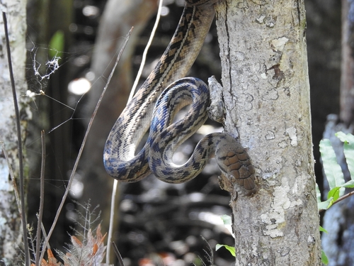 Photo of a Kinghorn's Scrub Python (Simalia kinghorni)