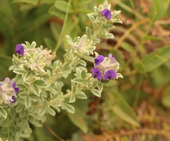 Lotononis lotononoides