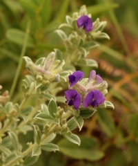 Lotononis lotononoides