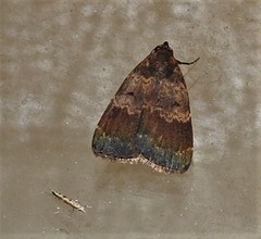 Hydrillodes dimissalis