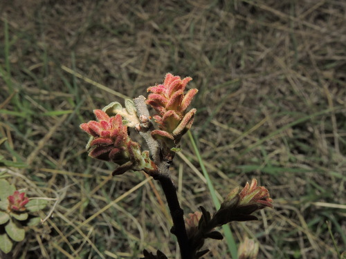 Littleleaf Oak (Quercus microphylla)