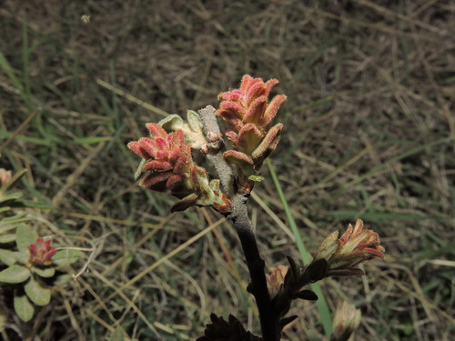 Image of Quercus microphylla by (c) Eduardo Manuel Quiroz Lozano, some rights reserved (CC BY)