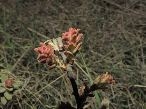 Image of Quercus microphylla by (c) Eduardo Manuel Quiroz Lozano, some rights reserved (CC BY)