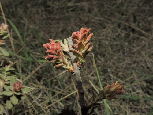Image of Quercus microphylla by (c) Eduardo Manuel Quiroz Lozano, some rights reserved (CC BY)