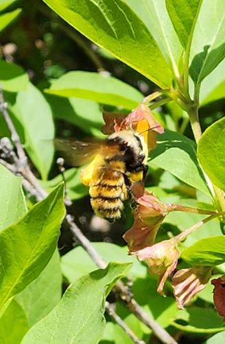White-shouldered Bumble Bee photo 6
