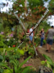 Argiope versicolor