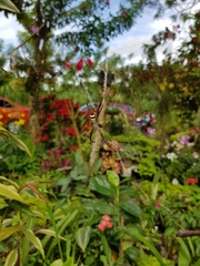 Argiope versicolor