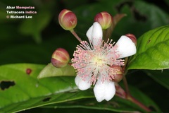 Tetracera indica