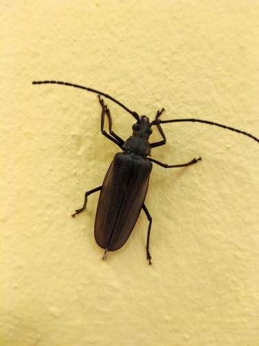 Aegosoma scabricorne