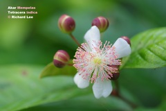Tetracera indica